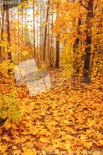 Image of Colorful Autumn Trees In Forest