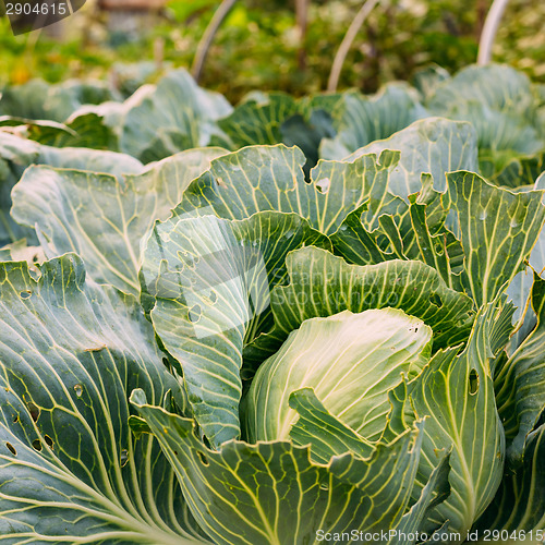 Image of Head Of Cabbage