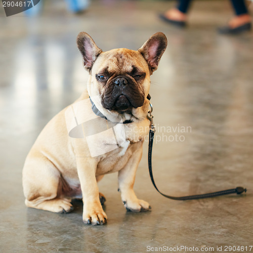 Image of Dog French Bulldog