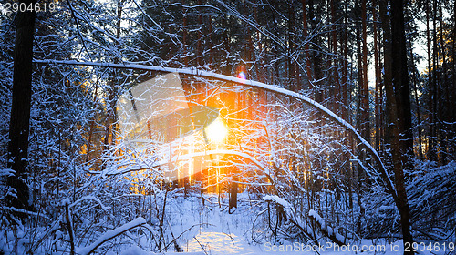 Image of winter landscape with the pine forest and sunset