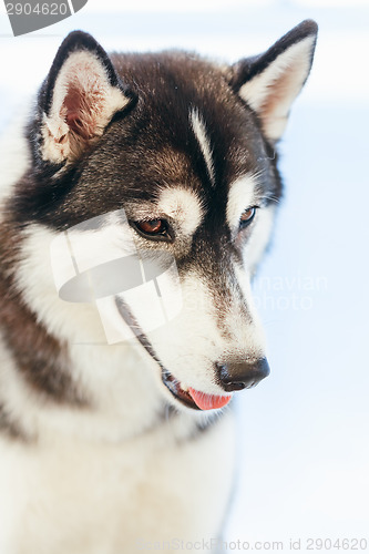 Image of Gray Adult Siberian Husky Dog (Sibirsky Husky) 