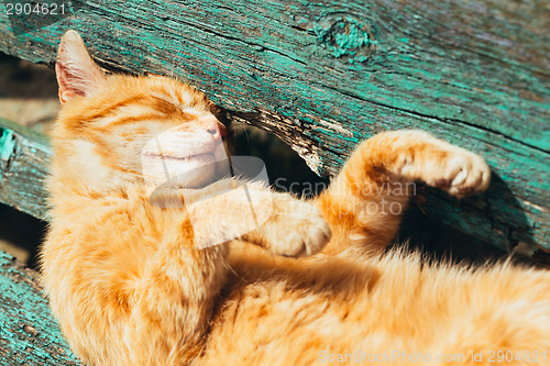 Image of Red kitten cat sleeps on a bench in park