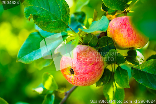 Image of Fresh Red Apples On Apple Tree Branch