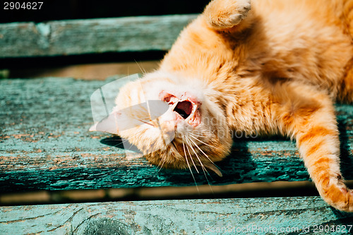 Image of Red Kitten Cat Sleeps On A Bench In Park