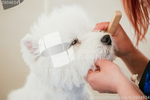 Image of West Highland White Terrier Dog 