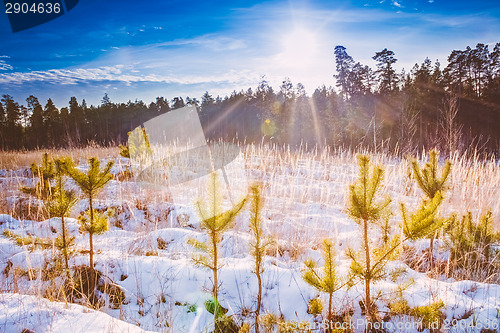 Image of First Snow Covered The Dry Yellow Grass In Forest