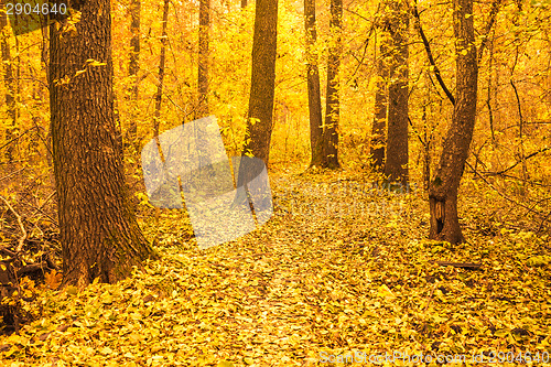 Image of Colorful Autumn Trees In Forest