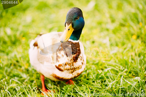 Image of The Duck Male