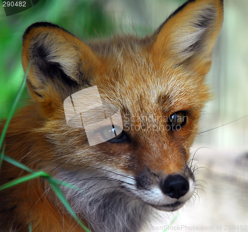 Image of Red Fox