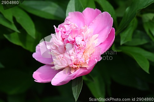 Image of Peony