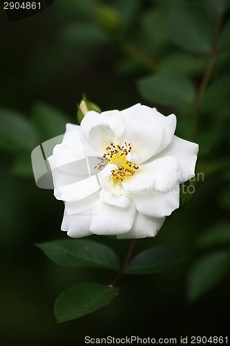 Image of White rose