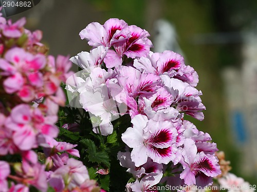 Image of Pelargonium