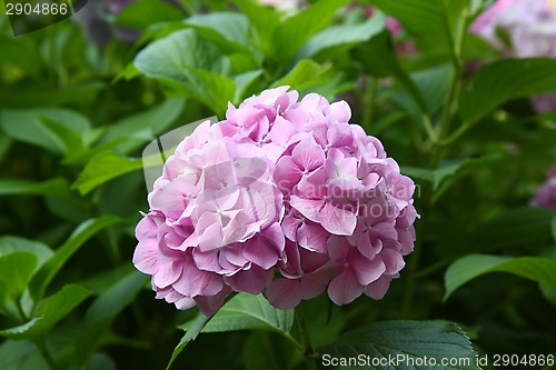 Image of Hydrangea