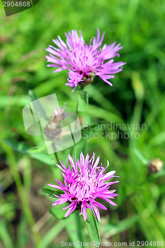 Image of pair of pink flowers in the green grass