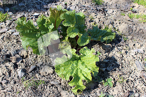 Image of bush of rhubarb on the bed