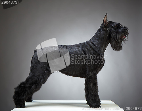 Image of Black Giant Schnauzer dog