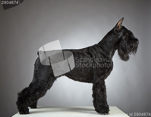 Image of Black Giant Schnauzer dog