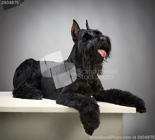 Image of Black Giant Schnauzer dog