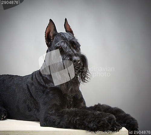 Image of Black Giant Schnauzer dog