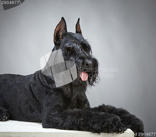 Image of Black Giant Schnauzer dog