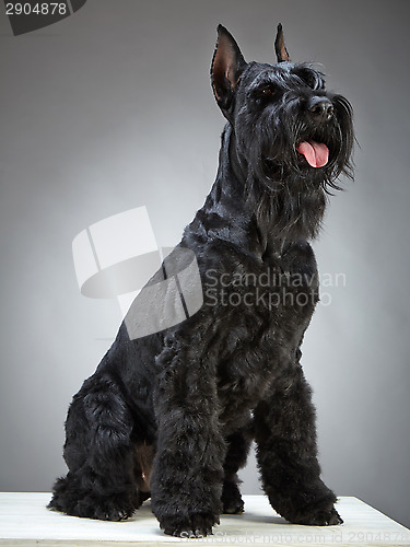 Image of Black Giant Schnauzer dog