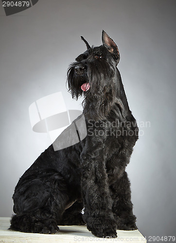 Image of Black Giant Schnauzer dog