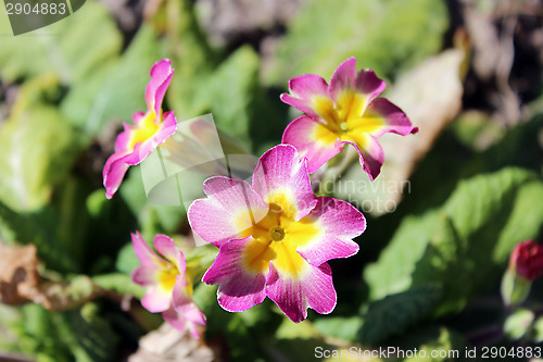 Image of beautiful flowers of primula