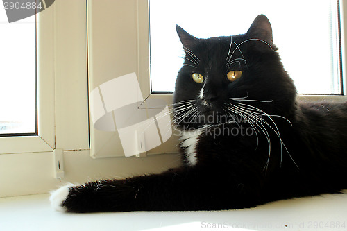 Image of black cat laying on the window-sill