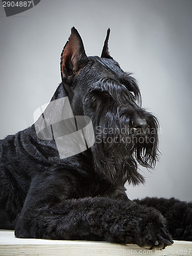 Image of Black Giant Schnauzer dog