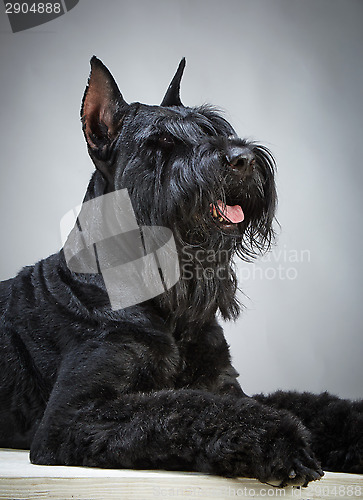 Image of Black Giant Schnauzer dog