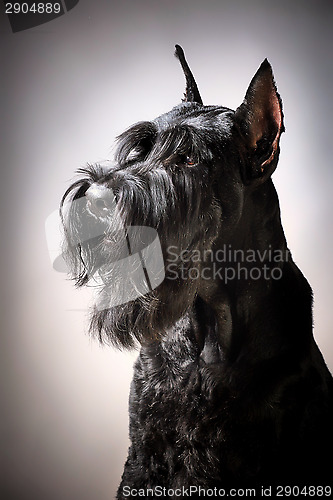 Image of Black Giant Schnauzer dog