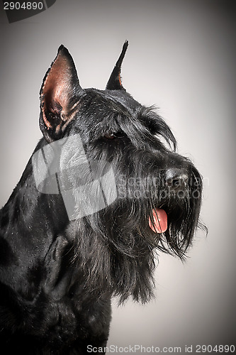 Image of Black Giant Schnauzer dog