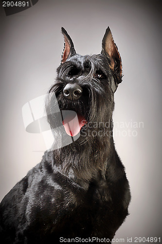 Image of Black Giant Schnauzer dog