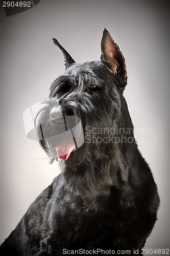 Image of Black Giant Schnauzer dog