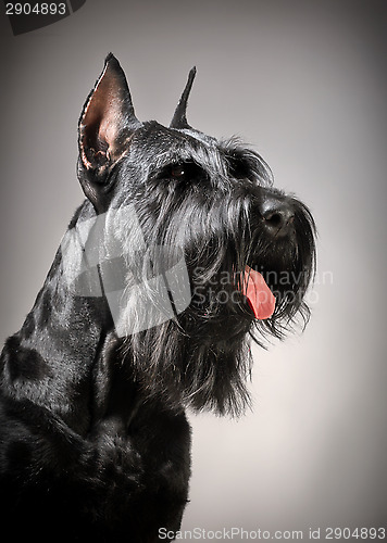 Image of Black Giant Schnauzer dog