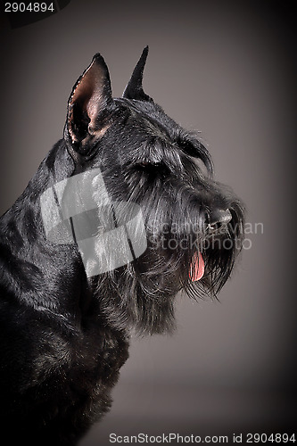 Image of Black Giant Schnauzer dog