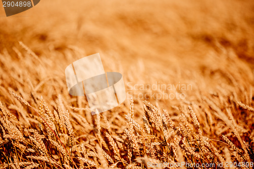 Image of Yellow Wheat Ears