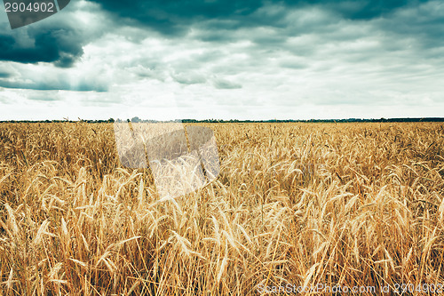 Image of Golden Barley Ears