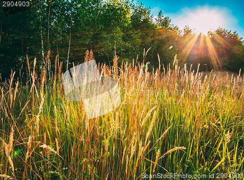 Image of Sunset In Meadow 