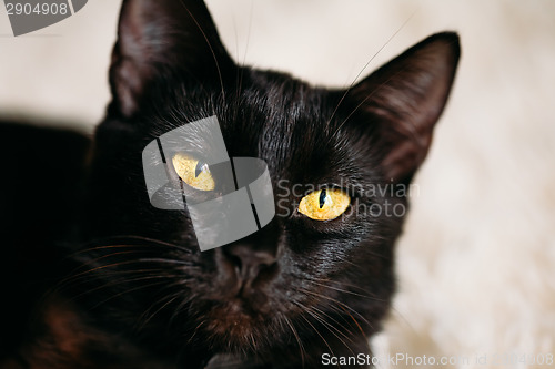 Image of Close Up Portrait Peaceful Black Female Kitten Cat