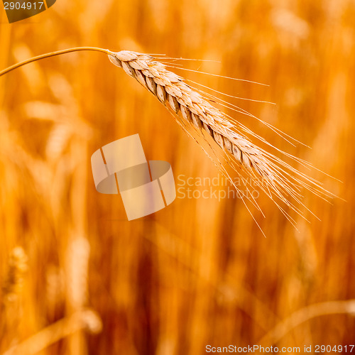 Image of Yellow Wheat Ears