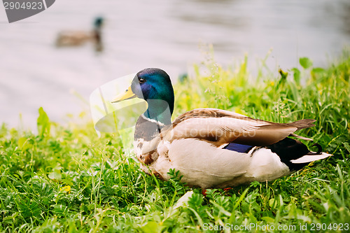 Image of The Duck On Green Grass