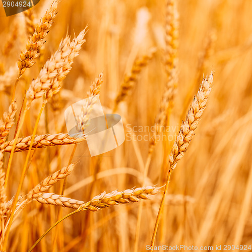 Image of Yellow Wheat Ears