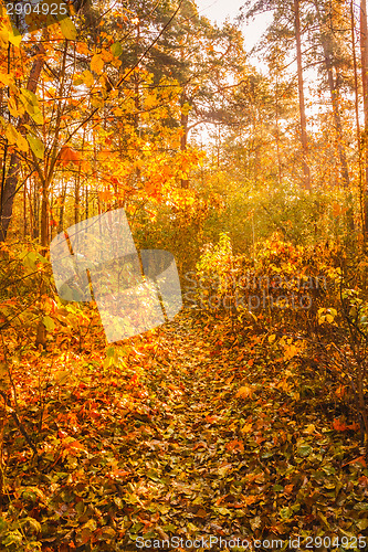 Image of Colorful autumn trees in forest