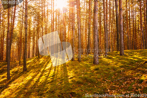 Image of Dawn in old autumn forest