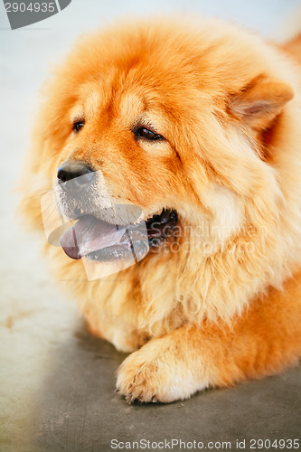 Image of Brown Chines Chow Chow Dog