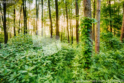 Image of Mixed Forest, Russian Nature