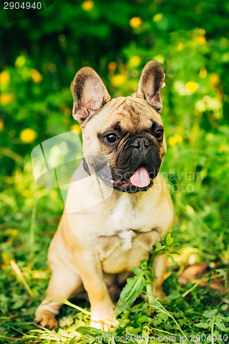 Image of Dog French Bulldog