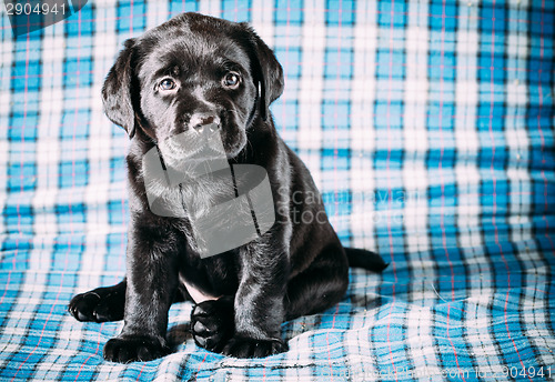 Image of Beautiful Black Labrador Puppy Dog