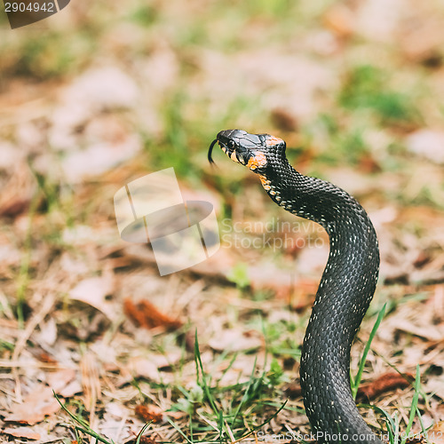 Image of Grass-snake, adder in early spring